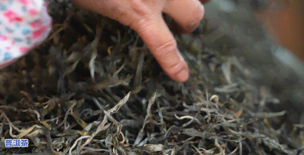 凯里哪里卖普洱茶的多啊-凯里哪里卖普洱茶的多啊