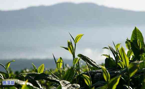 八万山普洱茶产地是哪里的，探寻美味：揭秘八万山普洱茶的产地来源