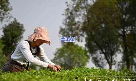 八万山普洱茶产地是哪里-八万山普洱茶产地是哪里的