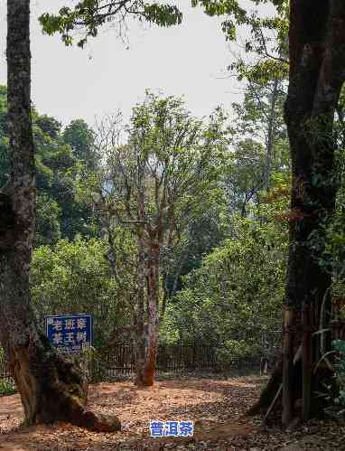 老班章村千年古茶树，探寻千年古韵：老班章村的老茶树历史与文化