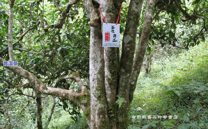 千年古树老班章茶厂-老班章村千年古茶树