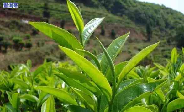 峨眉山更好的茶叶，探寻茶文化的瑰宝：峨眉山更好的茶叶