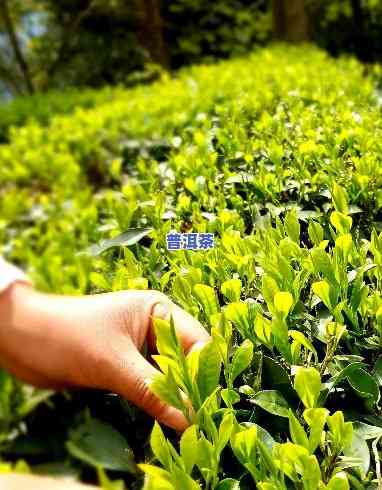 峨眉山更好的茶叶，探寻茶文化的瑰宝：峨眉山更好的茶叶