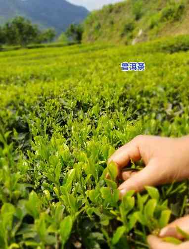 峨眉山更好的茶叶，探寻茶文化的瑰宝：峨眉山更好的茶叶