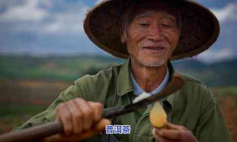 普洱茶区小众产区在哪里-普洱茶区小众产区在哪里啊