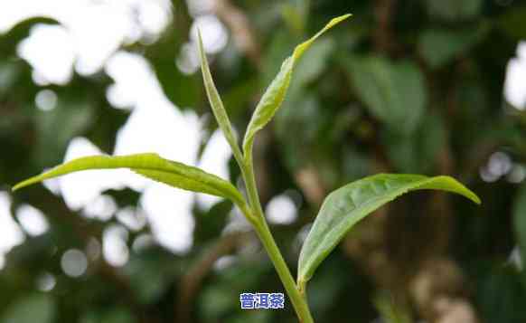 普洱茶冬芽是什么芽型的-普洱茶冬芽是什么芽型的图片