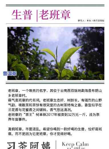 普洱老班章：品种、生熟茶全解