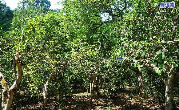 普洱茶的场，探秘普洱茶场：一窥茶叶交易的秘密世界