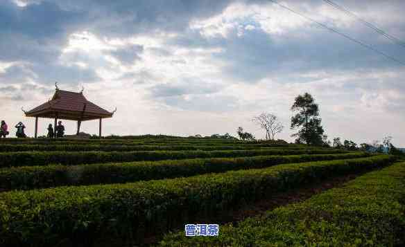 普洱茶的场，探秘普洱茶场：寻找优质茶叶源头