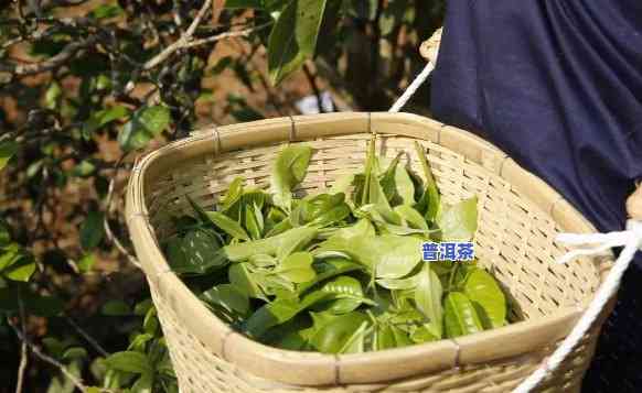 普洱茶的场，探秘普洱茶场：寻找优质茶叶源头