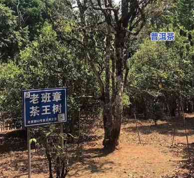 老班章属于哪个茶山？揭秘其位于的山头及古茶园