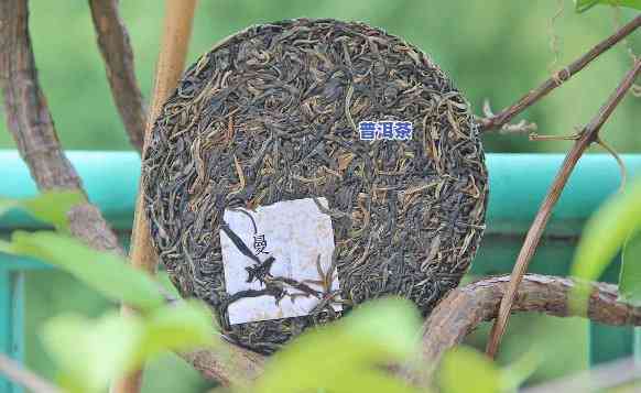 普洱茶饼怎样食用的视频教学