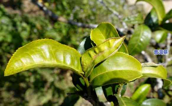 老班章茶水比，探究老班章茶的水比关系：作用口感的关键因素