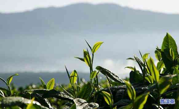 厚德普洱茶：产地揭秘，哪家茶厂出品？