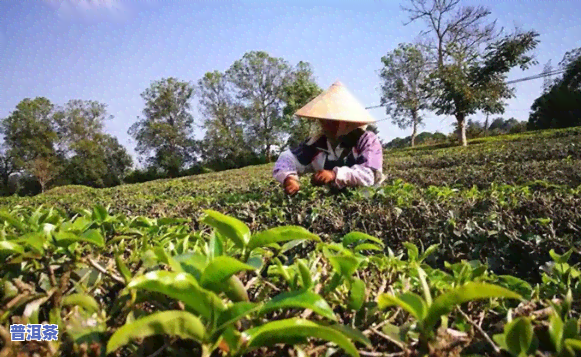 普洱春茶的采摘时间是几月份，探寻早春美味：普洱春茶采摘时间解析