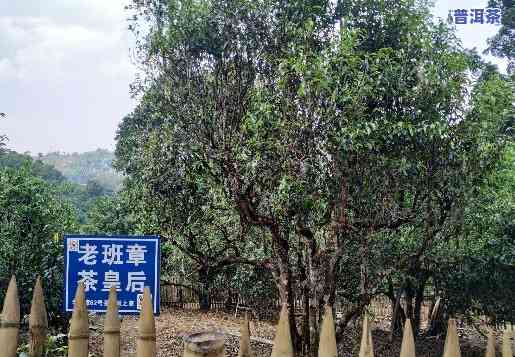 老班章古树茶有多少-老班章古树茶有多少棵树