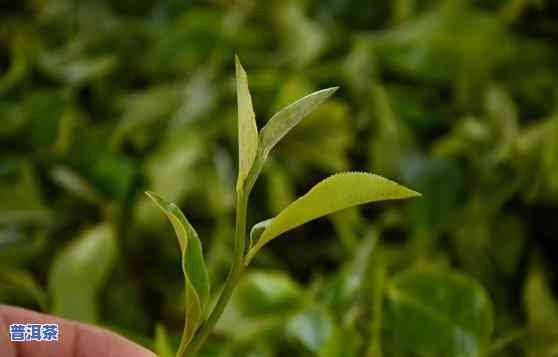 普洱茶山特点，探秘普洱茶山：特别地理环境下的茶叶特点