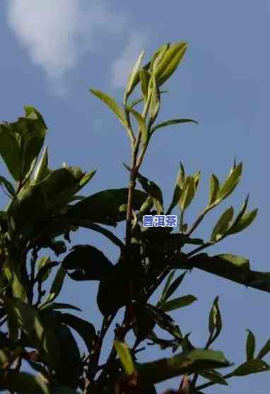 普洱茶有哪四种茶树品种-普洱茶有哪四种茶树品种图片