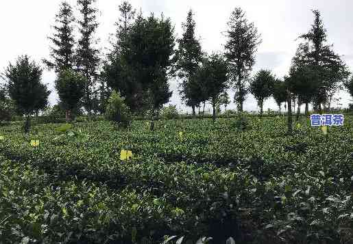 普洱茶有哪四种茶树品种-普洱茶有哪四种茶树品种图片