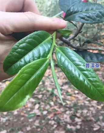 普洱茶有哪四种茶树图片-普洱茶有哪四种茶树图片大全