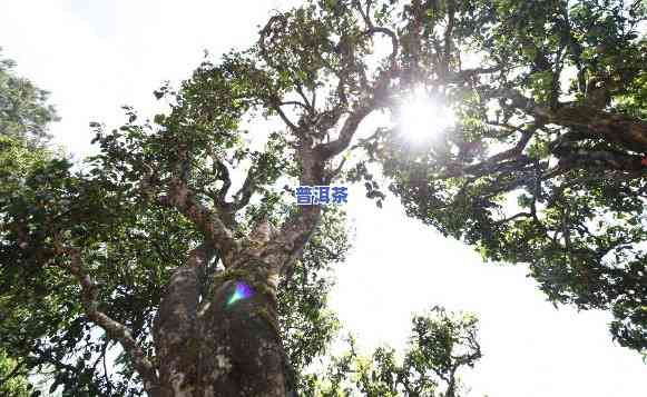 普洱茶树种类，探索普洱茶树的多样性和种类