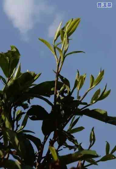 普洱茶树种类，探索普洱茶树的多样性和种类