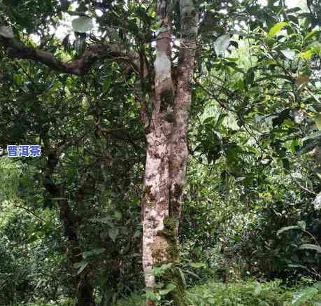 普洱茶树是什么样的，揭示普洱茶树的秘密：它们长什么样子？