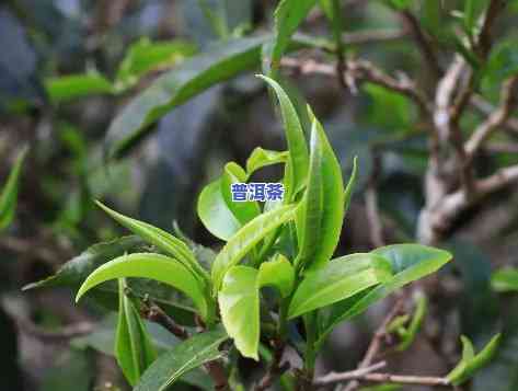 普洱茶树特性是什么茶种-普洱茶树特性是什么茶种类