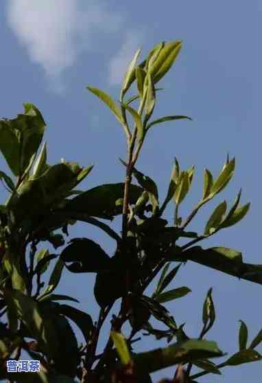 普洱茶树特性是什么茶种-普洱茶树特性是什么茶种类