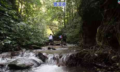 老班章老寨有多少户-老班章村有几个寨子