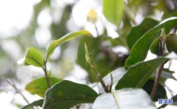 普洱茶树几年成熟的茶子-普洱茶树几年成熟的茶子