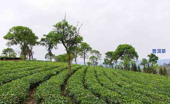 成都普洱茶场，探秘成都普洱茶场：品味茶文化的特别魅力