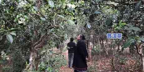 成都普洱茶哪家好喝-成都普洱茶哪家好喝一点