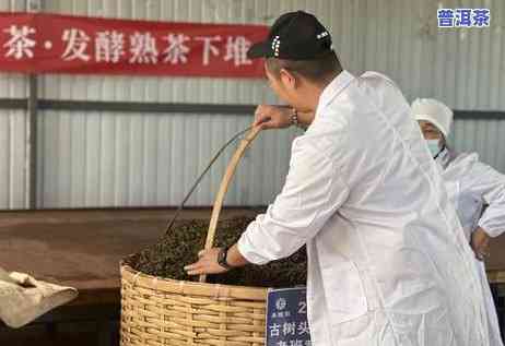 老班章茶王之家，探寻老班章茶王之家：品味顶级普洱的韵味与故事