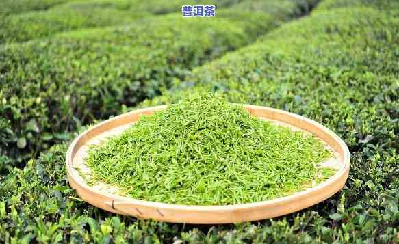 河南茶叶排行榜，探秘茶文化：揭秘河南茶叶排行榜