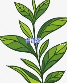 普洱适合多大年龄喝-普洱适合多大年龄喝呢