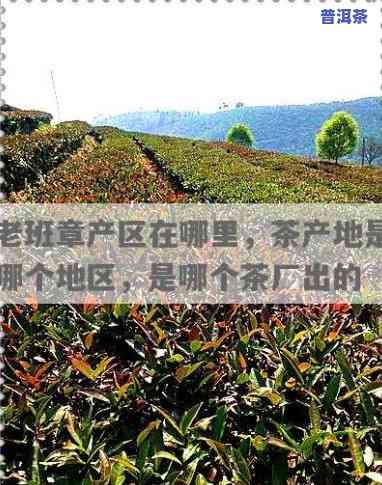 寻找更好老班章普洱茶？熟悉老班章普洱茶厂家及产地！