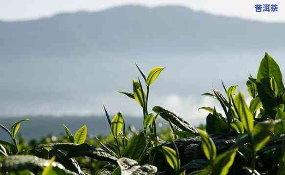 哪里的普洱茶有花香味道呢，寻找花香四溢的普洱茶：哪些地方值得探索？