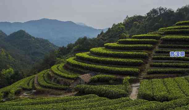 福建适合种茶的起因：地理优势解析