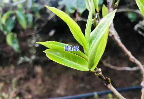 帕沙古树普洱茶口感特点，探秘帕沙古树普洱茶的独特口感特点