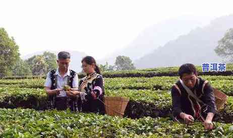 哪几类人不适合喝普洱茶？熟悉禁忌人群，健康饮茶从我做起！