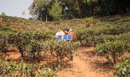 易武茶和老班章哪个好，探讨易武茶与老班章的口感差异，哪个更胜一筹？