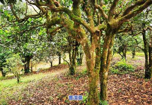 布朗山布朗族乡老班章茶农协会，「老班章茶农协会」：布朗山布朗族乡的茶叶传奇