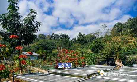 有花茶的普洱茶吗怎么喝好，「有花茶的普洱茶怎么泡」：花开普洱，茶香四溢