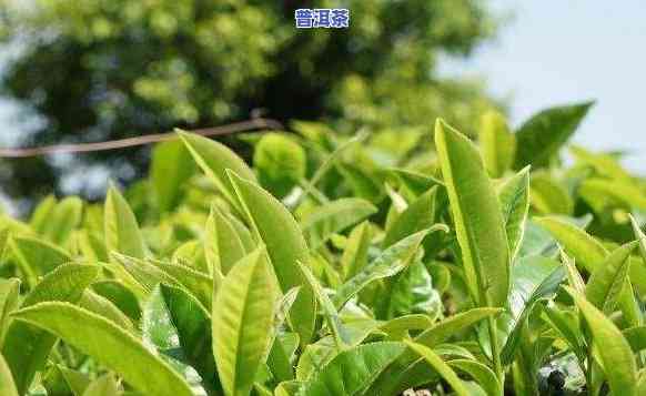 浙江普洱茶产地：探索茶叶的瑰宝