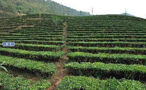 台地茶普洱茶价格多少钱一斤，探究台地茶普洱茶的市场价格，一斤要多少钱？