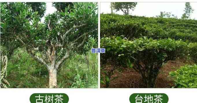 什么是台地普洱茶？熟悉其特点与特征