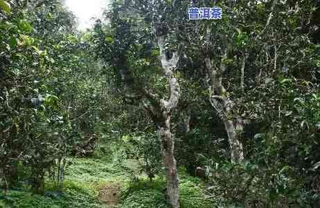 台地茶普洱茶价格多少钱-台地茶普洱茶价格多少钱一斤