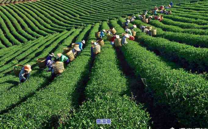 台地茶普洱茶价格多少钱-台地茶普洱茶价格多少钱一斤