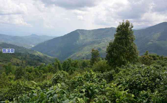 台地茶普洱茶价格多少钱-台地茶普洱茶价格多少钱一斤